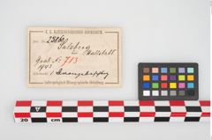 Foto von Bronzedosenortband (NHMW-PRAE-025860)